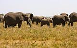 TANZANIA - Serengeti National Park - 082